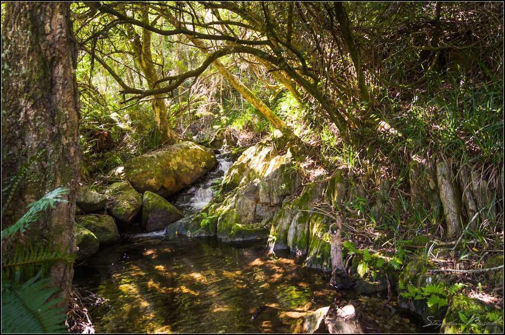 Pat Busch Mountain Reserve Robertson
