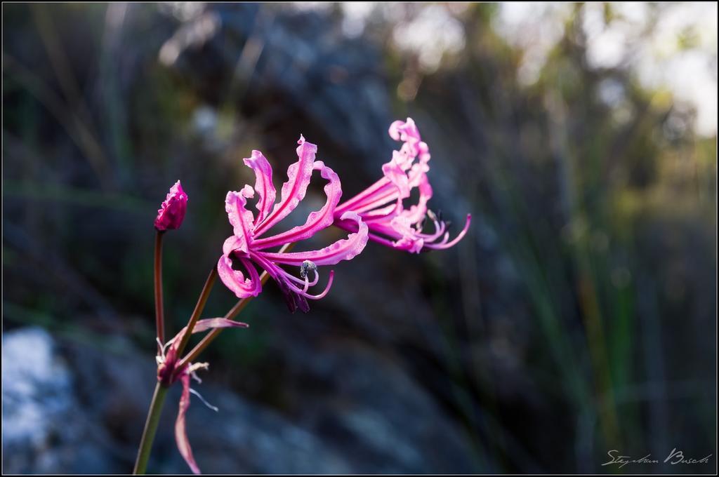 Pat Busch Mountain Reserve