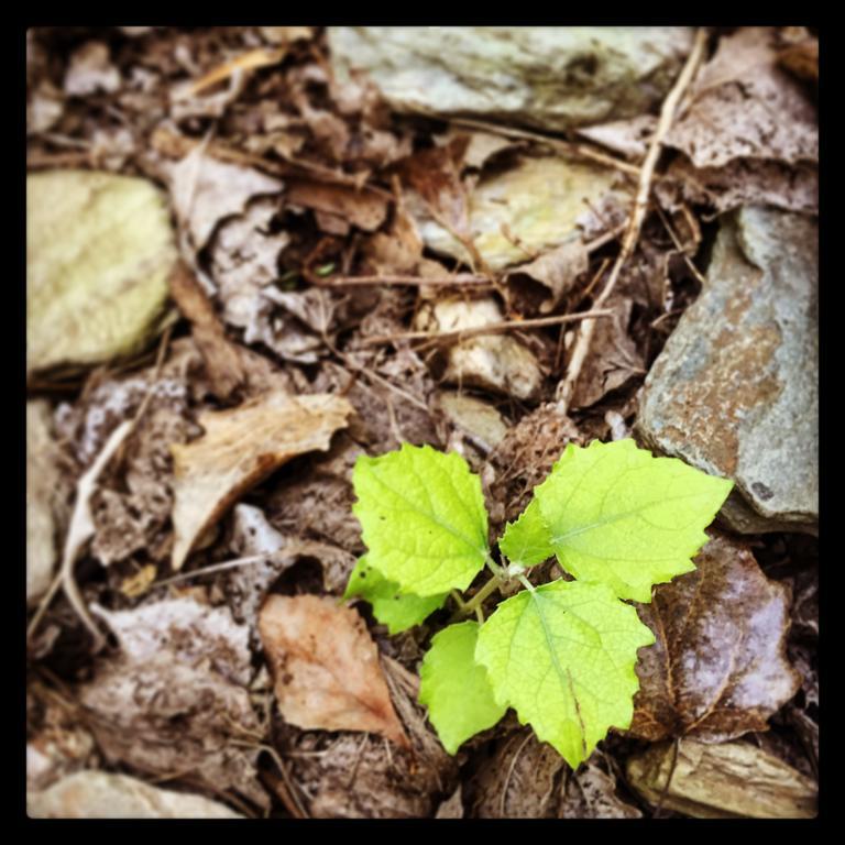 Pat Busch Mountain Reserve